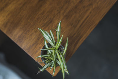 Green plant on a corner of a table