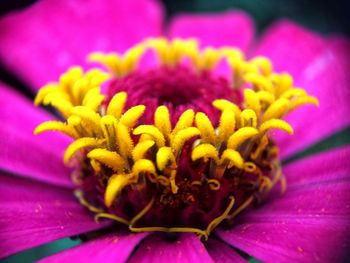 Close-up of fresh pink flower blooming in garden