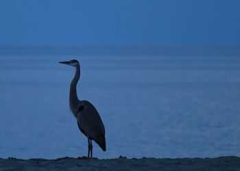 High angle view of gray heron by sea against sky
