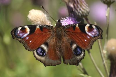 Close-up of butterfly pollinating on flower