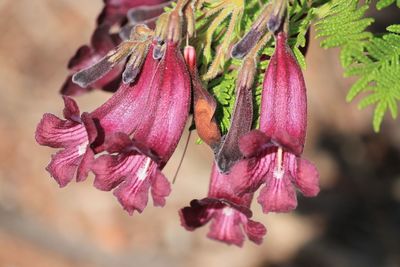 Close-up of purple flowering plant