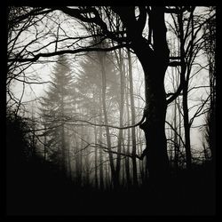 Silhouette trees in forest against sky