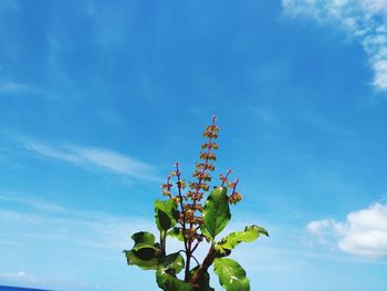 Low angle view of flowering plant against blue sky