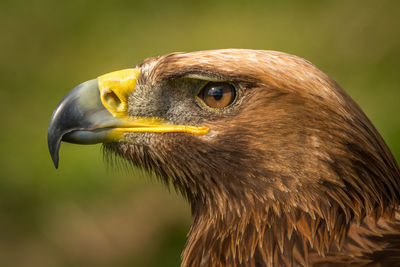 Close-up of eagle