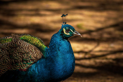 Close-up of peacock