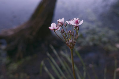 Pink flowers with buds growing in forest