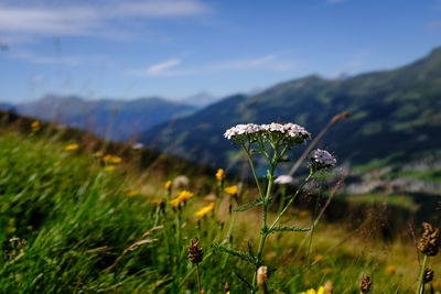 Close-up of flowering plant on land