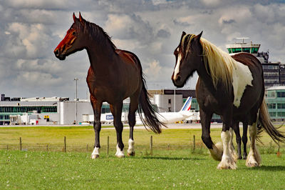 Horses standing on field against sky
