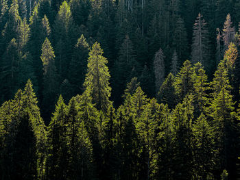 Pine trees in black forest germany