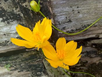 Close-up of yellow flower