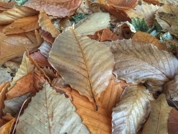 Full frame shot of leaves