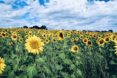 Scenic view of sunflower field against cloudy sky