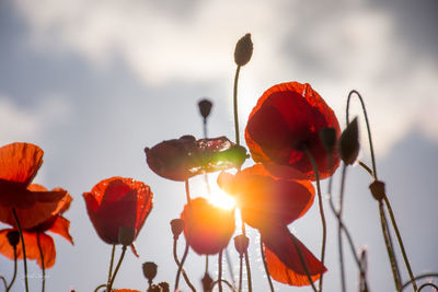 Close-up of red flowers against sky