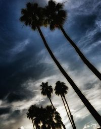 Low angle view of palm trees against cloudy sky