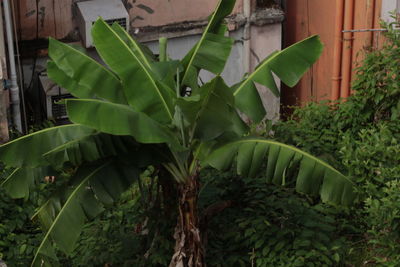 Plants growing in farm