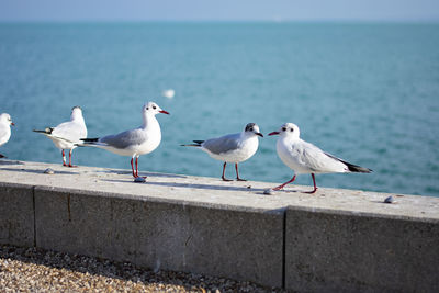 Seagulls perching on retaining wall by sea against sky