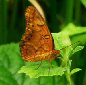 Close-up of butterfly on leaf