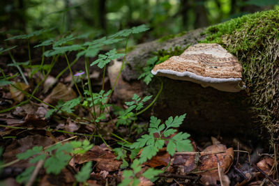 Fungus on the trunk of a fallen tree covered with green moss.. close up.