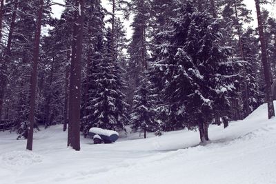Trees on snow covered landscape