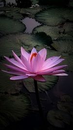 Close-up of lotus water lily in pond