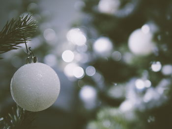 Close-up of christmas tree