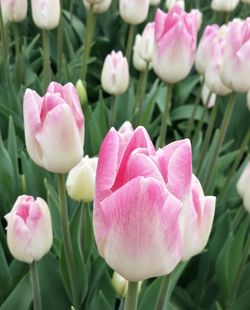 Close-up of pink flowers