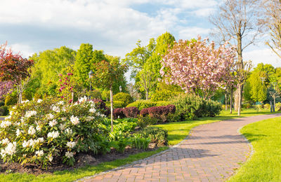 Footpath amidst trees against sky