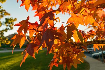 Close-up of maple tree in autumn