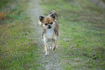 Portrait of puppy running on grassy field