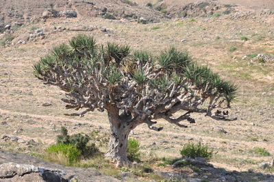 Dead tree on field