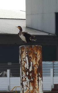 Seagull perching on metal building