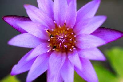 Close-up of purple flower blooming outdoors