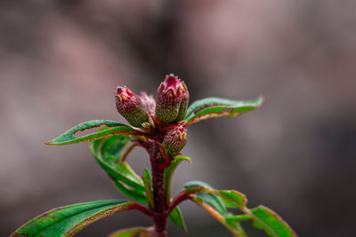Close-up of flower against blurred background
