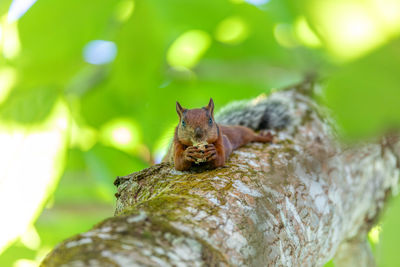 Close-up of squirrel on tree trunk