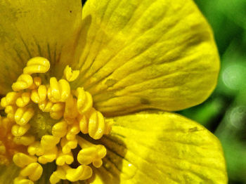 Close-up of yellow flower