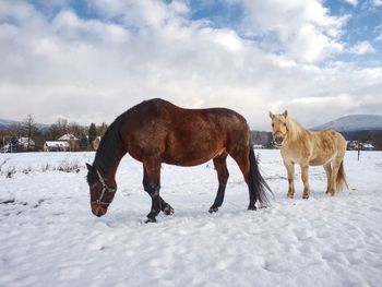 Brown horse feed on meadow in sunny winter day