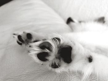 Close-up of dog sleeping on bed