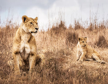 Lioness sitting on field