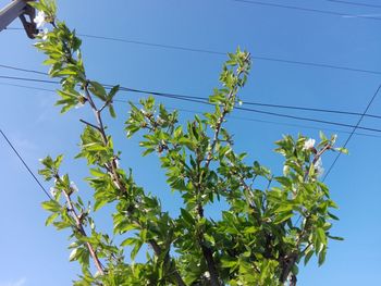 Low angle view of tree against sky