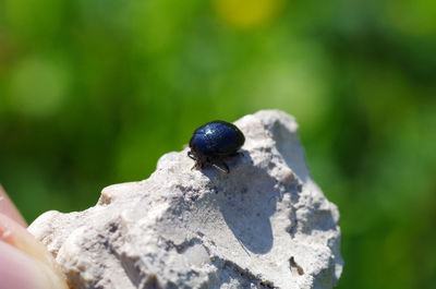 Close-up of black insect on rock