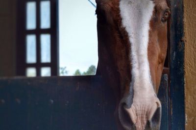 Close-up of horse