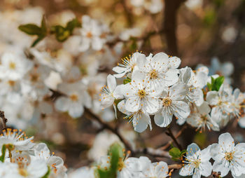 Close-up of white cherry blossom tree