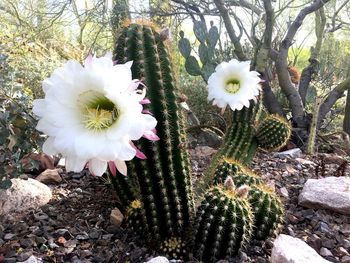 Close-up of white flowers blooming outdoors