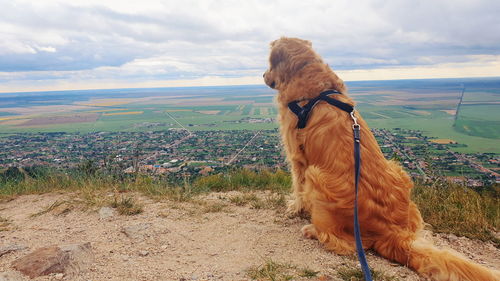 Dog standing on field against sky