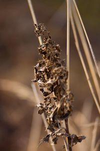 Close-up of dried plant