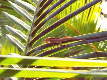 Close-up of chameleon on plant