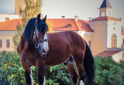 Horse standing in ranch