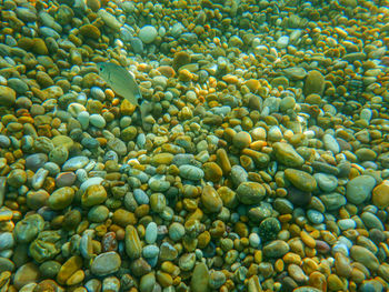 Full frame shot of fruits in water