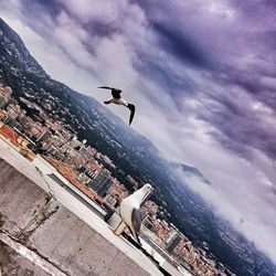Seagulls flying over sea
