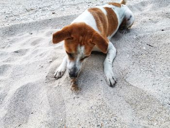 High angle view of dog lying on street